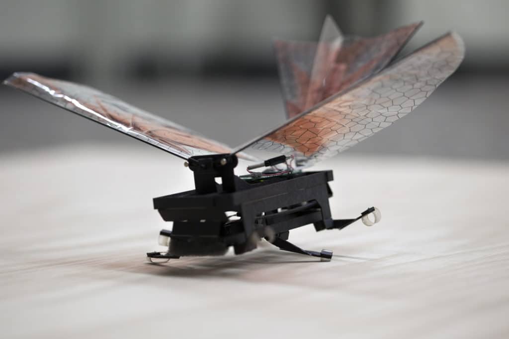 robotinsect05_adi_web - Blerds